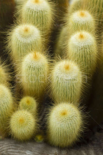 Parodia leninghausii cactus Stock photo © AlessandroZocc