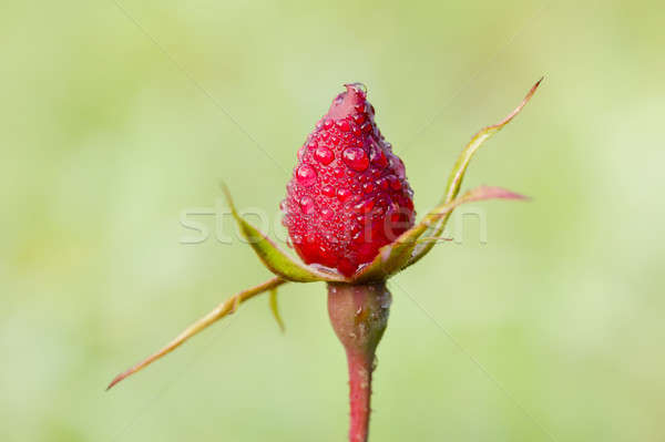 Stockfoto: Rood · rose · kiem · groene · voorjaar · steeg · tuin