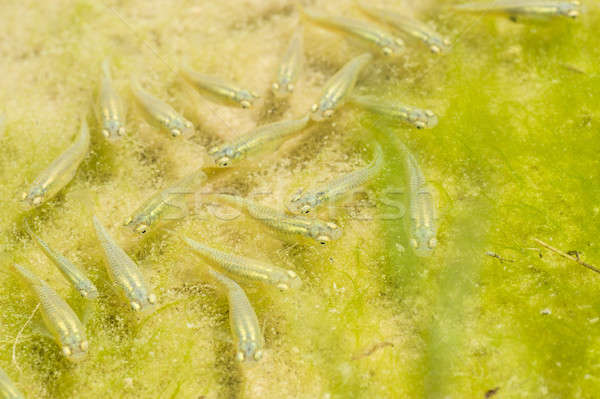 Mosquitos peces escuela verde estanque Foto stock © AlessandroZocc