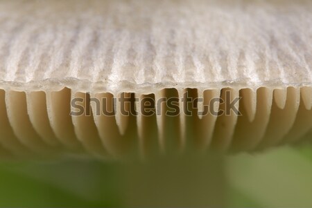 Amanita vittadinii mushroom  Stock photo © AlessandroZocc