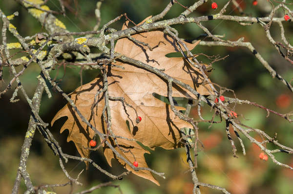 Detail of autumnal tree leaf, poplar Stock photo © AlessandroZocc