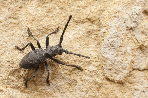 черный насекомое стены итальянский здании Сток-фото © AlessandroZocc