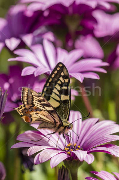 Swallowtail butterfly in a purple daisy field Stock photo © AlessandroZocc