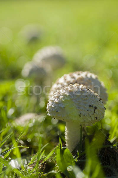 Amanita vittadinii mushroom Stock photo © AlessandroZocc