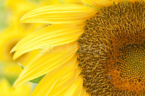 Sunflower in full bloom in summer Stock photo © AlessandroZocc