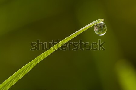 Dew Drop Klinge Gras Spitze Stock foto © AlessandroZocc