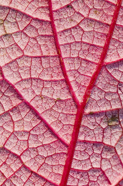 Detail of veins on hte underside of a red leaf in autumn Stock photo © AlessandroZocc