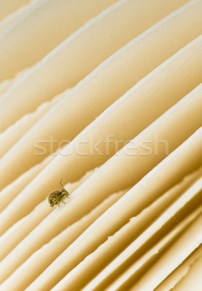 Amanita vittadinii mushroom gills with springtails insect  Stock photo © AlessandroZocc