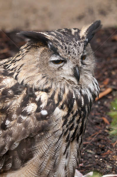 Eurasian Eagle-owl (Bubo bubo) is a species of eagle owl residen Stock photo © AlessandroZocc