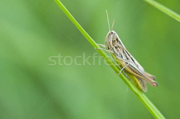 Brown Grasshopper on a blade of grass Stock photo © AlessandroZocc