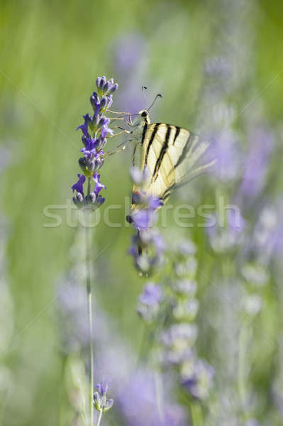Scarce Swallowtail (Iphiclides podalirius) butterfly Stock photo © AlessandroZocc