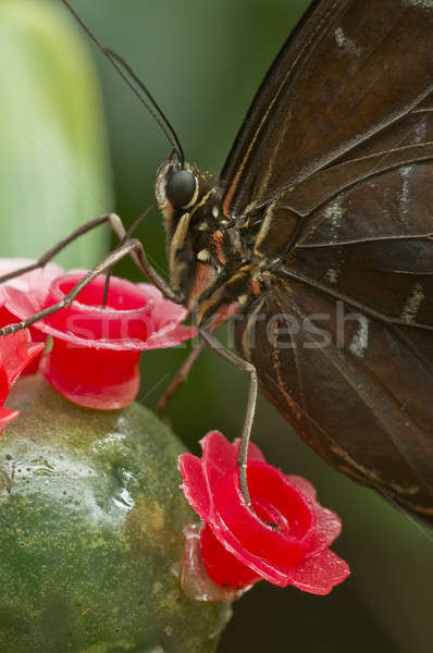 Closeup of a tropical butterfly  Stock photo © AlessandroZocc
