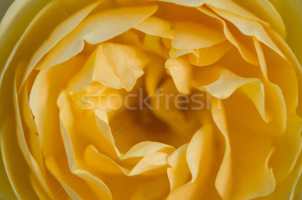 玫瑰 關閉 充分 盛開 玫瑰 商業照片 © AlessandroZocc