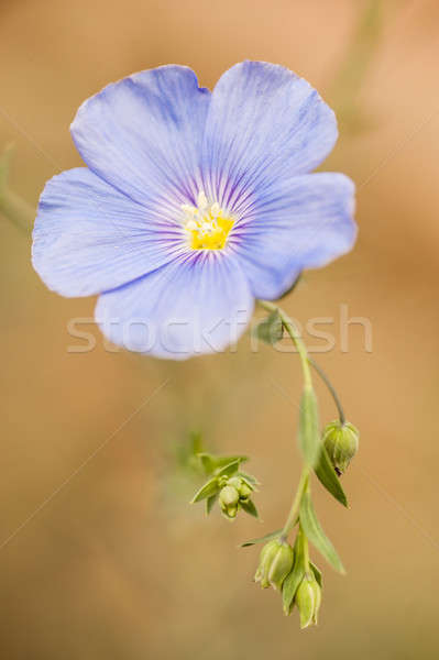 flower and buds of flax plant Stock photo © AlessandroZocc