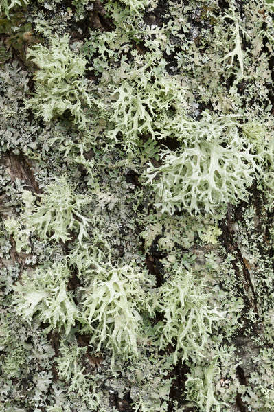 Gray Lichen organisms  Stock photo © AlessandroZocc