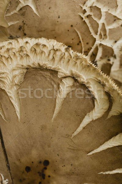 Bruin champignon natuur vallen macro Stockfoto © AlessandroZocc