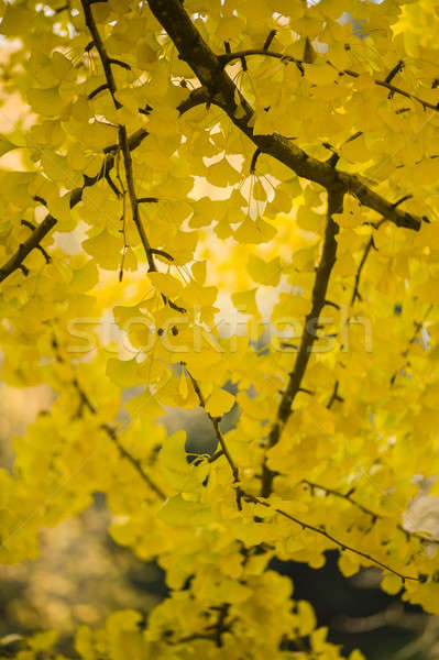 Yellow autumnal leaves Stock photo © AlessandroZocc