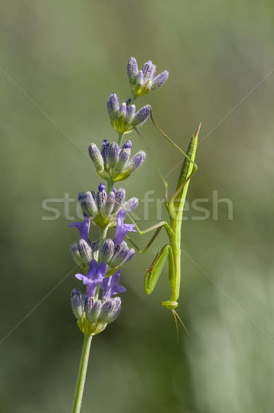 Male praying mantis  Stock photo © AlessandroZocc
