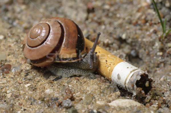 Ground snail on cigarette Stock photo © AlessandroZocc