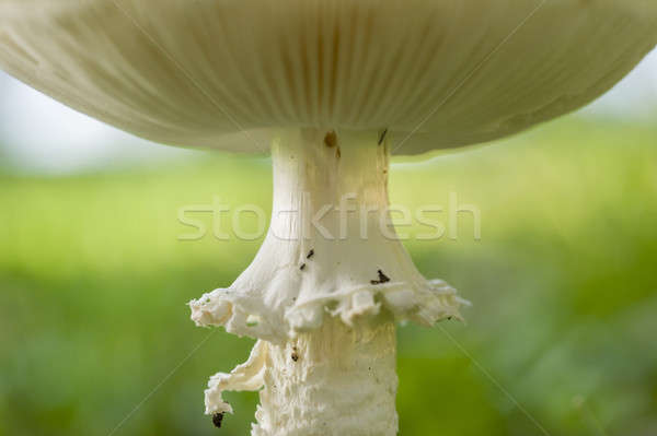 Amanita vittadinii mushroom Stock photo © AlessandroZocc