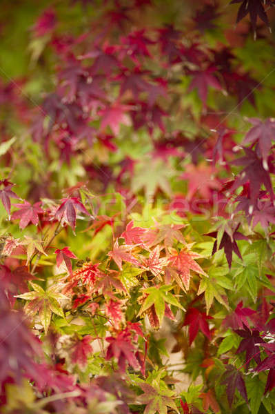 Maple tree close up in Fall Stock photo © AlessandroZocc