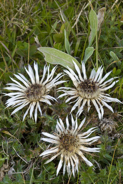 March 2008, Trento, Regional park of Adamello-Brenta: Flowers of Stemless Carline Thistle (Carlina a Stock photo © AlessandroZocc