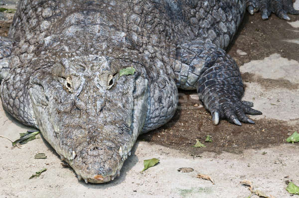 Afryki krokodyla usta Zdjęcia stock © AlessandroZocc