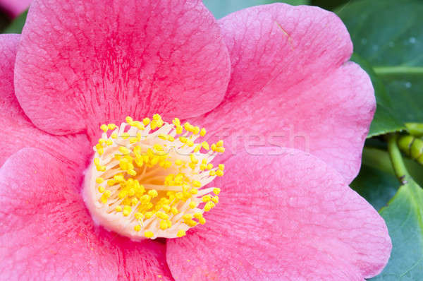 Pink flower closeup of Camelia  japonica Stock photo © AlessandroZocc