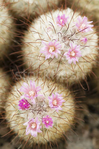 肉質 植物 粉紅色 紅色的花朵 花 春天 商業照片 © AlessandroZocc
