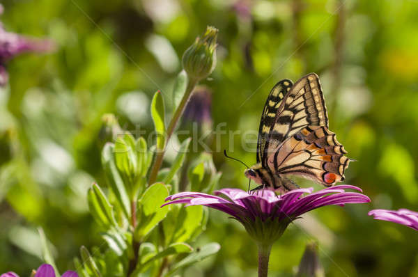 Swallowtail butterfly in a purple daisy field Stock photo © AlessandroZocc