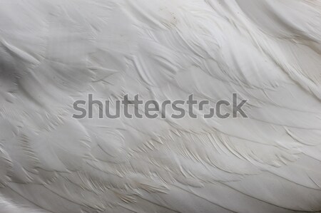 Swan wing detail  Stock photo © AlessandroZocc