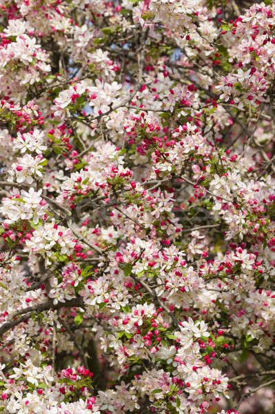 Fiore di ciliegio fiori completo fiorire primavera fiore Foto d'archivio © AlessandroZocc