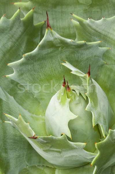 Succulent plant closeup with thorns and spines, Agave potatorum Stock photo © AlessandroZocc