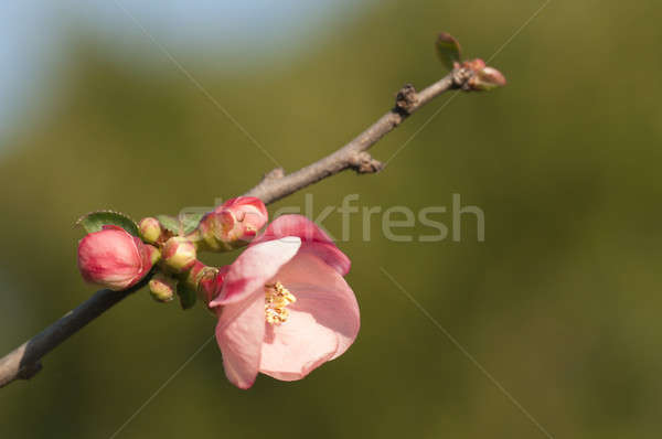 Pink flowers opening in spring with green background Stock photo © AlessandroZocc