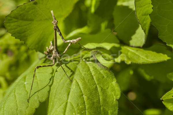 Conehead mantis, Empusa pennata Stock photo © AlessandroZocc