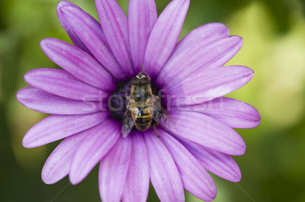 Stock foto: Lila · Gänseblümchen · fliegen · Biene · wie · grünen