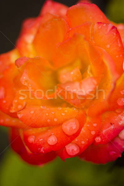 Rouge orange rose fleur gouttes d'eau mise au point sélective [[stock_photo]] © AlessandroZocc