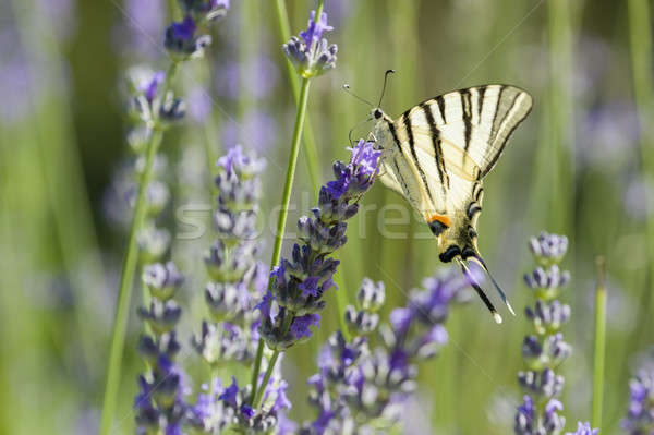 Scarce Swallowtail (Iphiclides podalirius) butterfly Stock photo © AlessandroZocc
