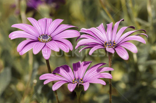 Stockfoto: Paars · zonnebloemen · heldere · licht · tuin