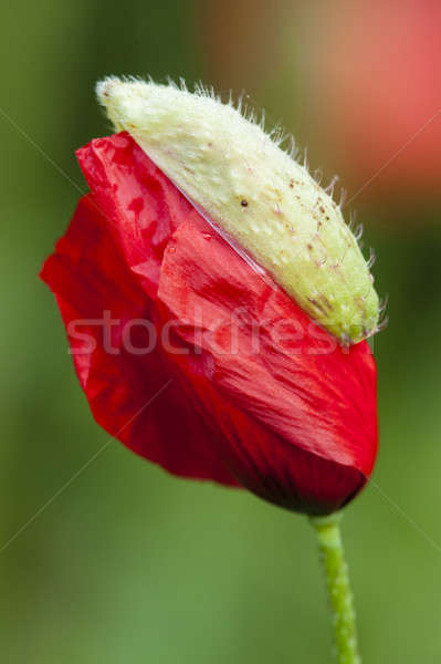 Stockfoto: Rood · poppy · bloem · kiem · vol · bloeien