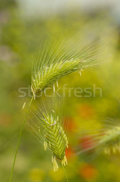 Green spikes Stock photo © AlessandroZocc