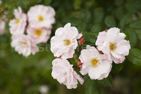 роз полный цвести декоративный закрывается Сток-фото © AlessandroZocc