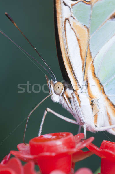 Macro of a tropical butterfly sucking sugar liquid from an artif Stock photo © AlessandroZocc