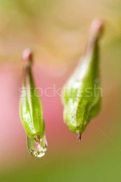 Due verde fiore rugiada drop Foto d'archivio © AlessandroZocc