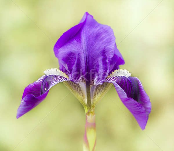 Bleu pourpre iris fleurs lumière jardin [[stock_photo]] © AlessandroZocc