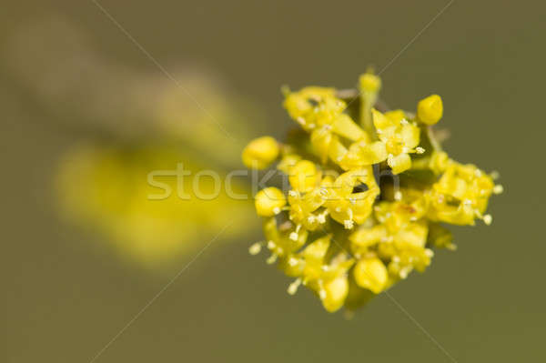 Cornus mas, Cornelian cherry, European cornel, dogwood yellow fl Stock photo © AlessandroZocc