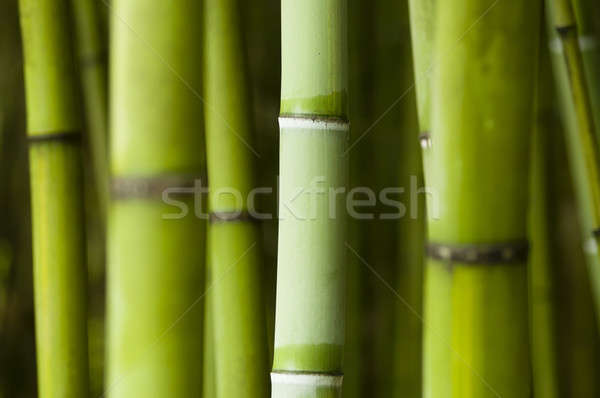 Bambú forestales detalle primer plano verde Foto stock © AlessandroZocc