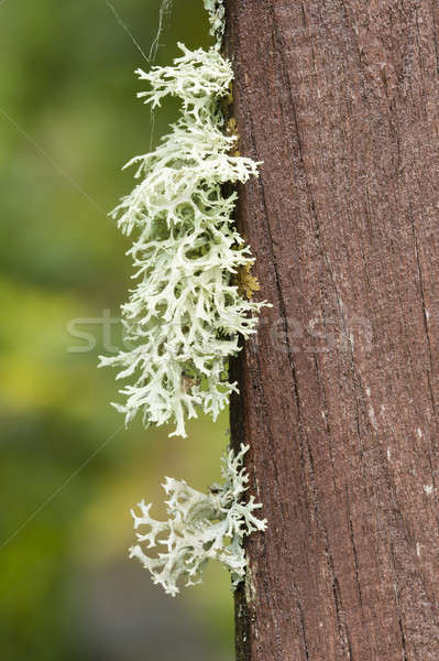 Gris croissant bois pierre arbre vert [[stock_photo]] © AlessandroZocc