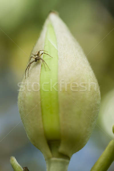 Păianjen magnolie plantă taur floare Imagine de stoc © AlessandroZocc