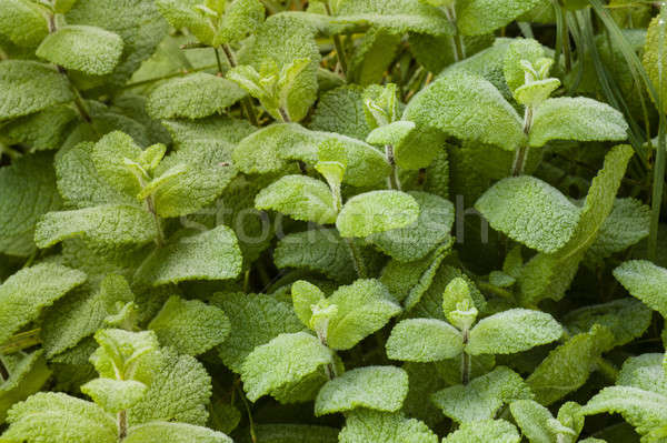 Foto stock: Verde · planta · grande · folhas · orvalho · coberto
